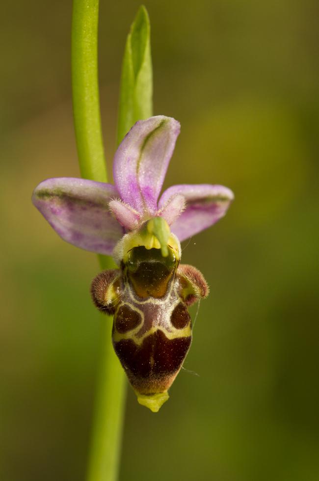 Imagen 12 de la galería de Macrofotografía